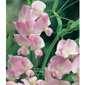 Staudenwicke_Lathyrus_latifolius_Pink Pearl