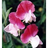 Duftwicke_Lathyrus_odoratus_Painted_Lady