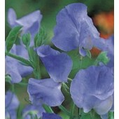 Duftwicke_Lathyrus_odoratus_Capri