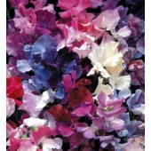 Lathyrus_odoratus_Horizon_mix_Wicke