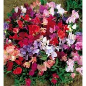 Wicke_Lathyrus_odoratus_Explorer_mix