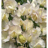 Duftwicke_Lathyrus_odoratus_Old_Times