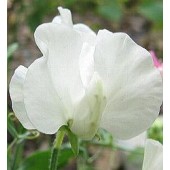 Lathyrus_odoratus_Swan_Lake_weisse_Wicke