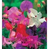 Lathyrus_giant_waved_Duftwicke