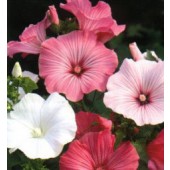 Lavatera_trimestris_Pastel_Mix _Bechermalve