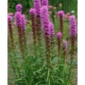 Prachtscharte_Liatris_spicata