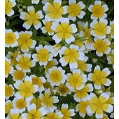 Spiegelei-Blume_Limnanthes_douglasii 