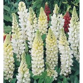Lupinus_polyphyllus_Noble_Maiden_Lupine_H37321