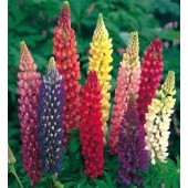 Lupinus_polyphyllus_Russell_Hybrids