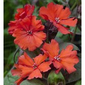 Lychnis_haageana_Molten_Lava_Garten-Lichtnelke