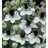 Nigella_hispanica_African_Bride_Schwarzkümmel