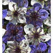 Nigella_papillosa_Musical_Prelude_Schwarzkümmel