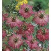 Nigella_damascena_Persian_Rose_Schwarzkümmel