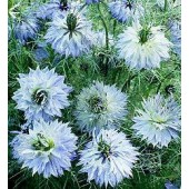 Nigella_Miss_Jekyll_Jungfer-im-Grünen