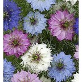 Nigella_damascena_Persian_Jewel_mix