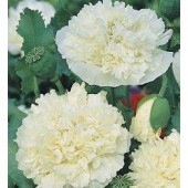 Papaver_somniferum_paeony_Cream