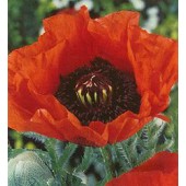 Mohn_Papaver_orientale_Brilliant_H37540