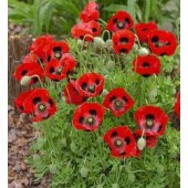 Papaver commulatum Lady Bird