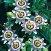 Passiflora_caerulea_Passionsblume_P05555