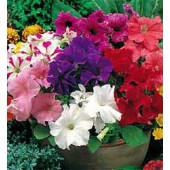 Petunia_grandiflora_Special_mix