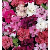 Petunia_multiflora_Duo_Mix