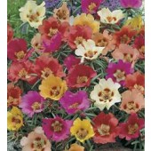 Portulakröschen_Portulaca_grandiflora_Bella_Vista