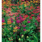 Primula_hybrida_Candelabra_Primel_Schlüsselblume