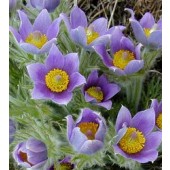 Pulsatilla_vulgaris_Kuschelle