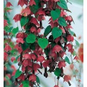 Rhodochiton atrosanguineus 