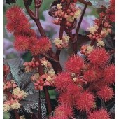 Ricinus_communis_gibsonii_Wunderbaum