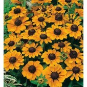 Sonnnenhut_Rudbeckia_hirta_Toto_Gold