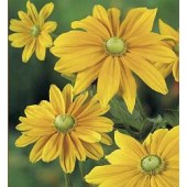 Sonnenhut_Rudbeckia_hirta_Irish_Spring