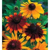 Sonnenhut_Rudbeckia_hirta_Gloriosa_Daisies