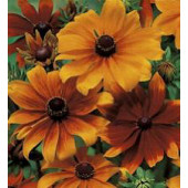 Rudbeckia_hirta_Rustic_Dwarfs_Sonnenhut