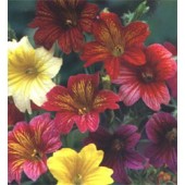 Salpiglossis_sinuata_Bolero_mix_Trompetenzunge