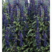 Salbei_Salvia _arinacea_Victoria_P04687