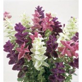 Salbei_Salvia_hormonium_viridis_Bouquet Mix