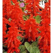 Feuersalbei_Salvia_splendens_Blaze_of_Fire