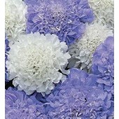 Witwenblume_Scabiosa_atropurpurea_Musical_Prelude