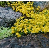 Sedum_acre_gelb_Fetthenne