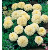 Tagetes_erecta_Vanilla_Studentenblume