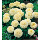 Tagetes_erecta_Vanilla_Studentenblume