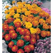 Tagetes_patula_nana_Bonita_mix