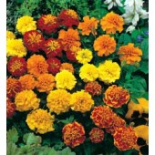 Tagetes_patula_doppelt_Mix