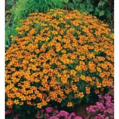 Tagetes_tenuifolia_Golden_Gem