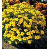 Studentenblume_Feinblatt-Samtblume_Lemon_Gem