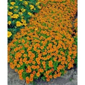 Studentenblume_klein_orange