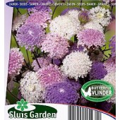 Trachymene_caeruleus_Blaudolde