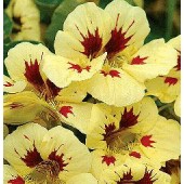 Tropaeolum_majus_Prince_Charming_Kapuzinerkresse