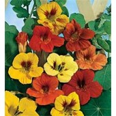 Tropaeolum_majus_Trailling_Single_mix